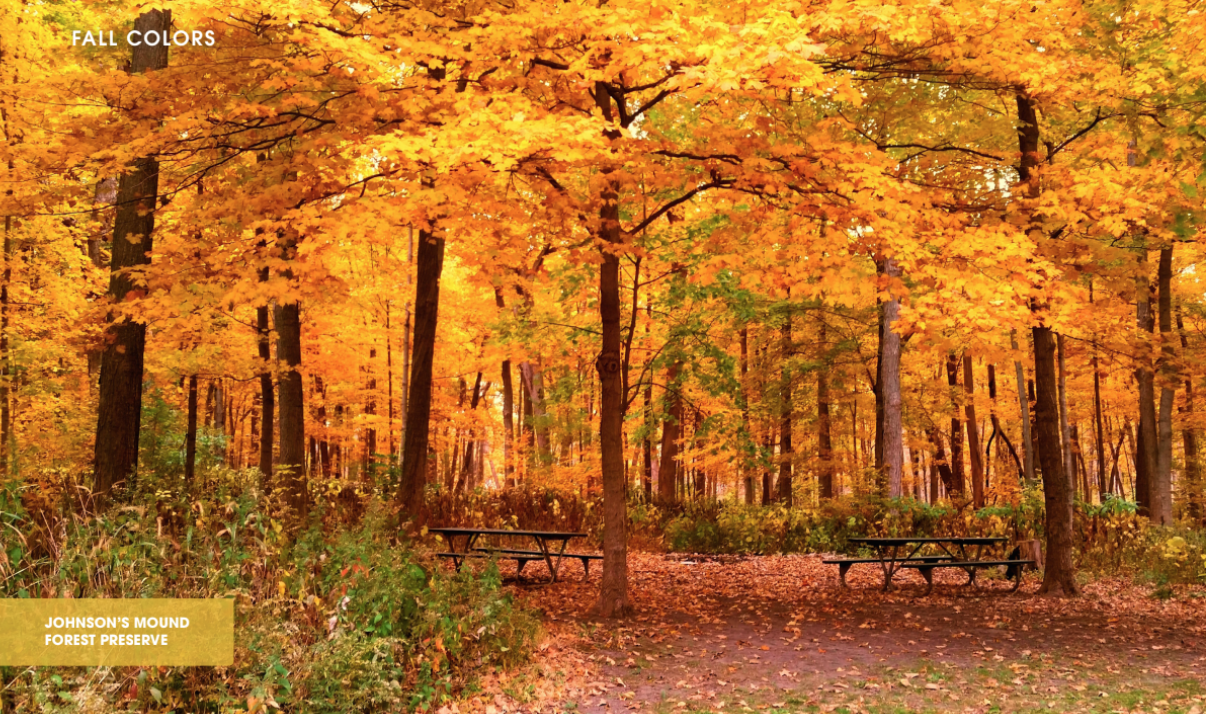 Fall Colors